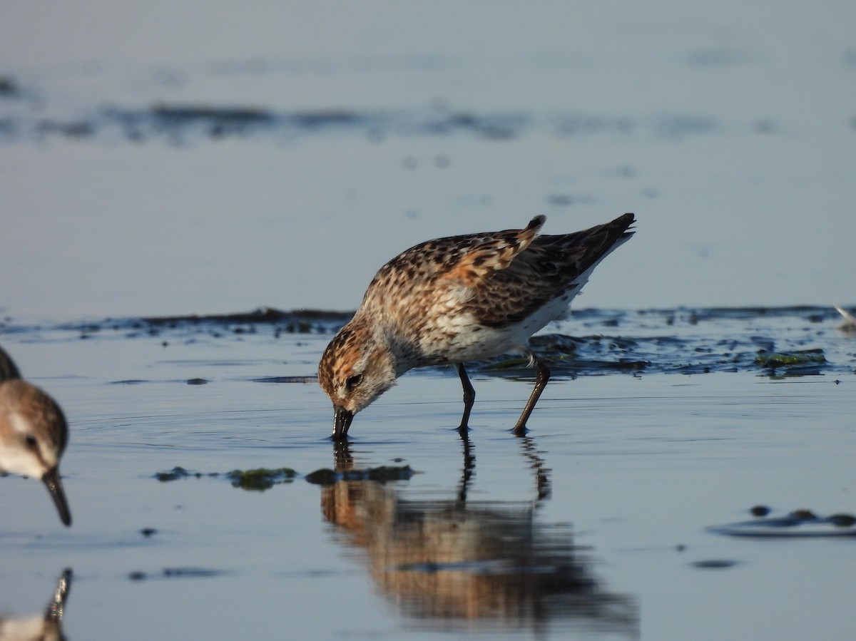 Western Sandpiper - Enrico Konig