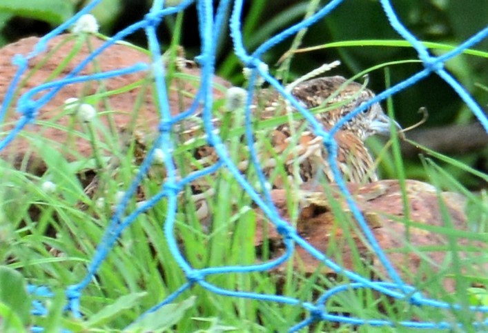 Barred Buttonquail - ML598652411