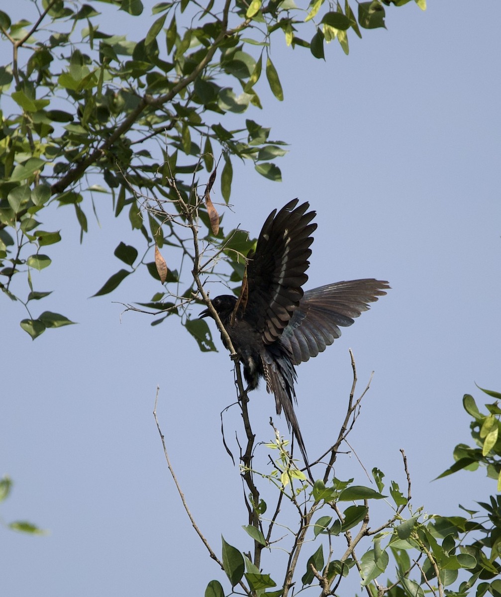 Square-tailed Drongo-Cuckoo - Yatin Gupta