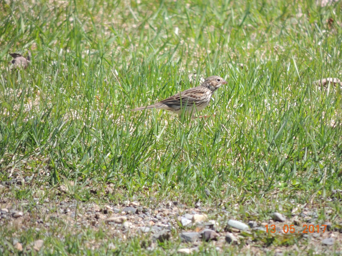 Vesper Sparrow - COG Club des ornithologues de la Gaspésie