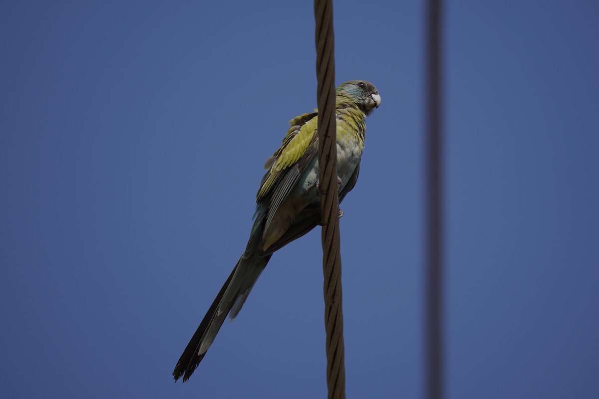 Sarı Kanatlı Papağan - ML598653741