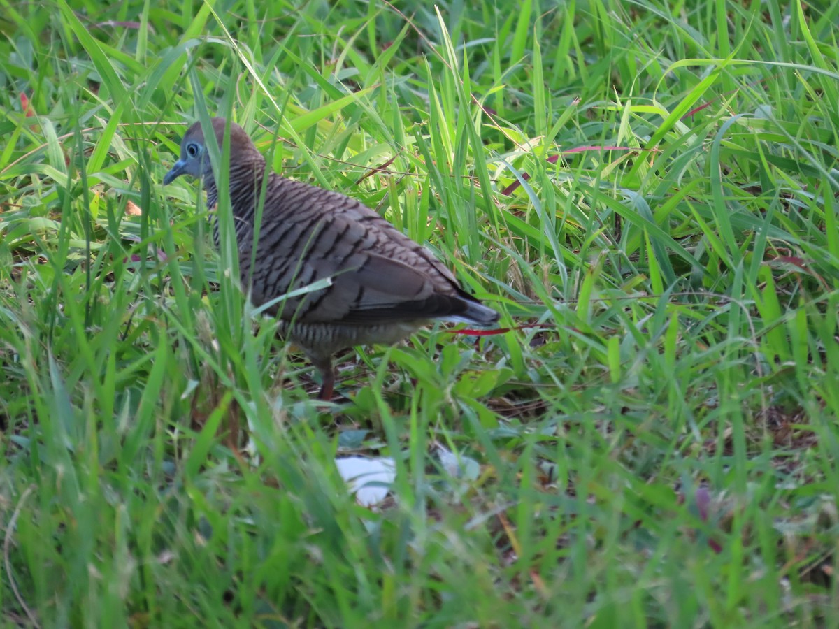 Zebra Dove - Tammy Elizabeth