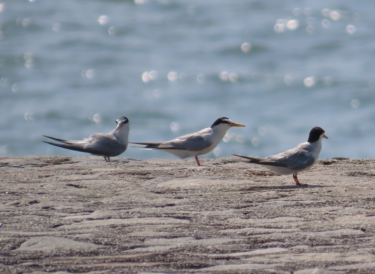 Little Tern - Anonymous