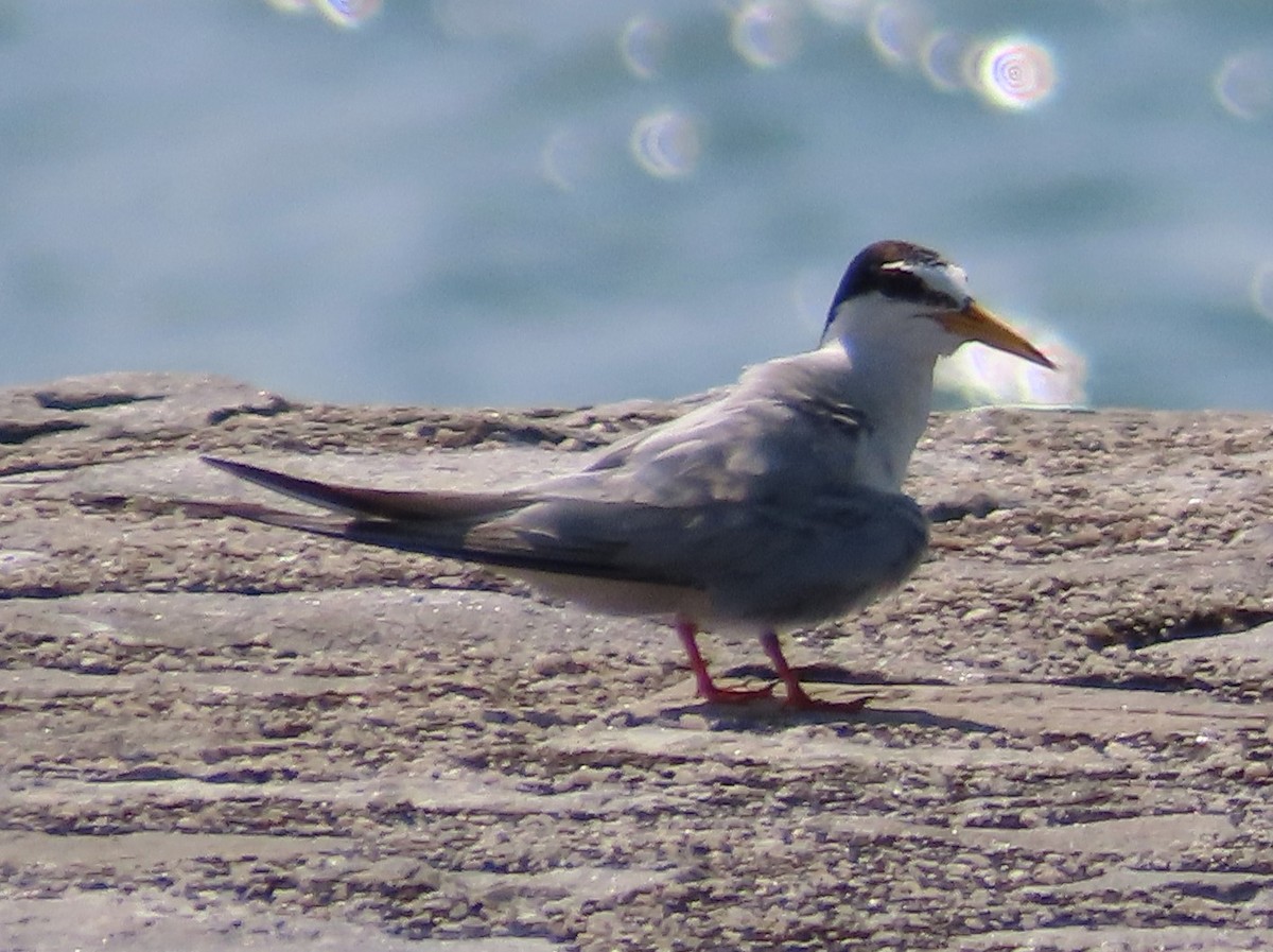 Little Tern - Anonymous