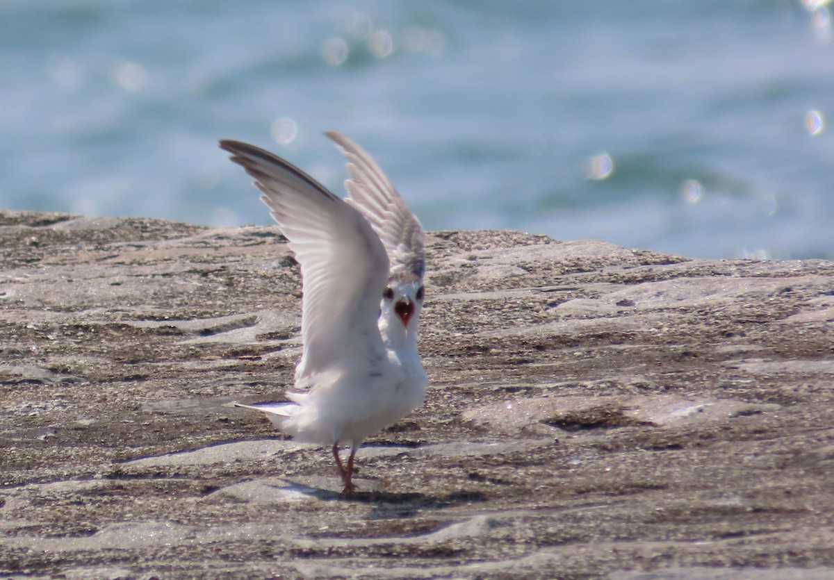 Little Tern - ML598654391