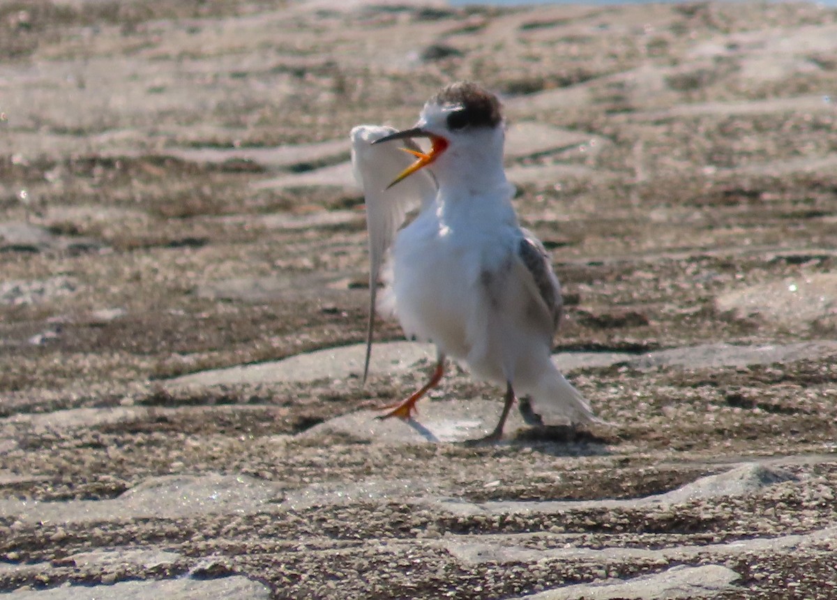 Little Tern - Anonymous