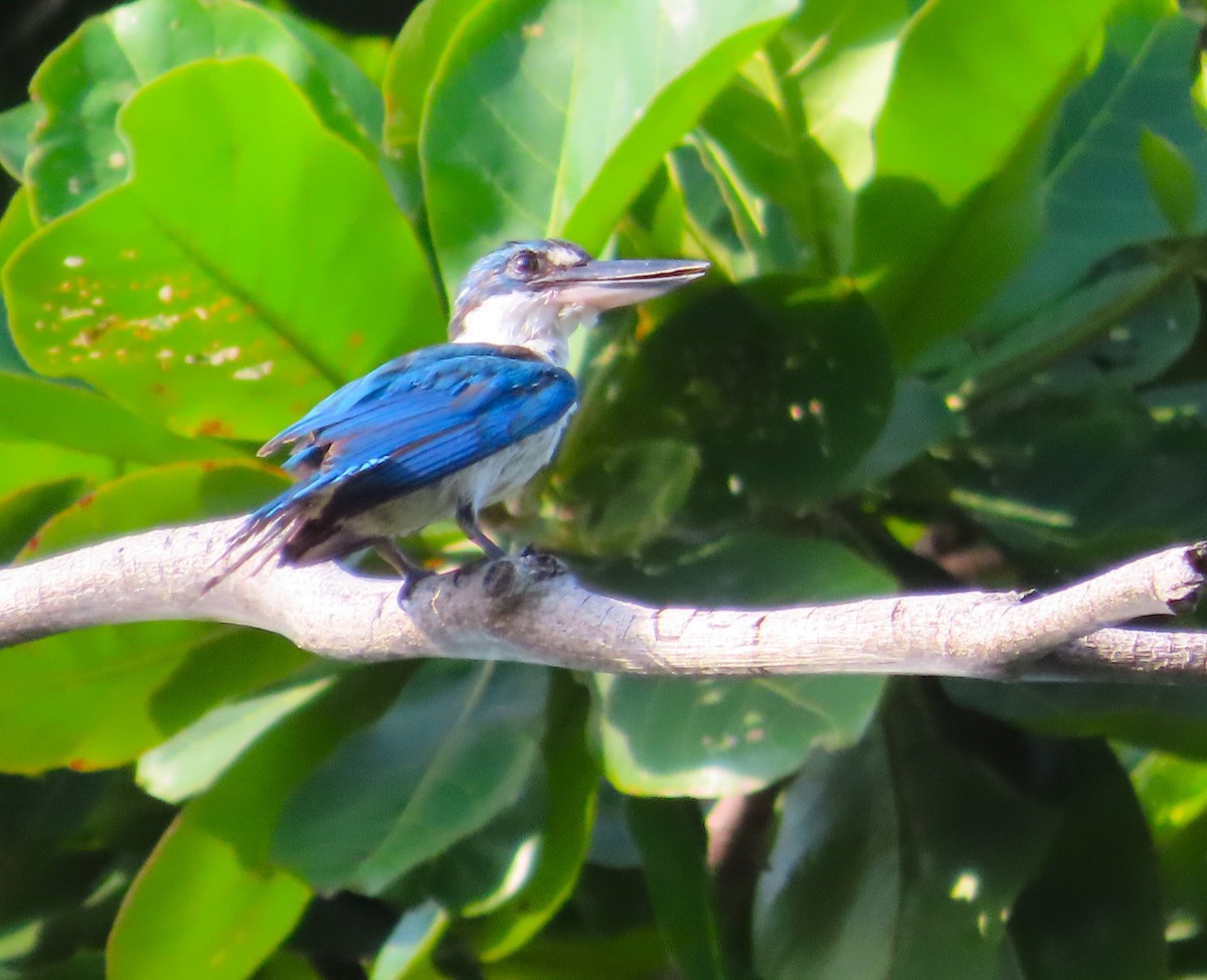 Collared Kingfisher - Anonymous