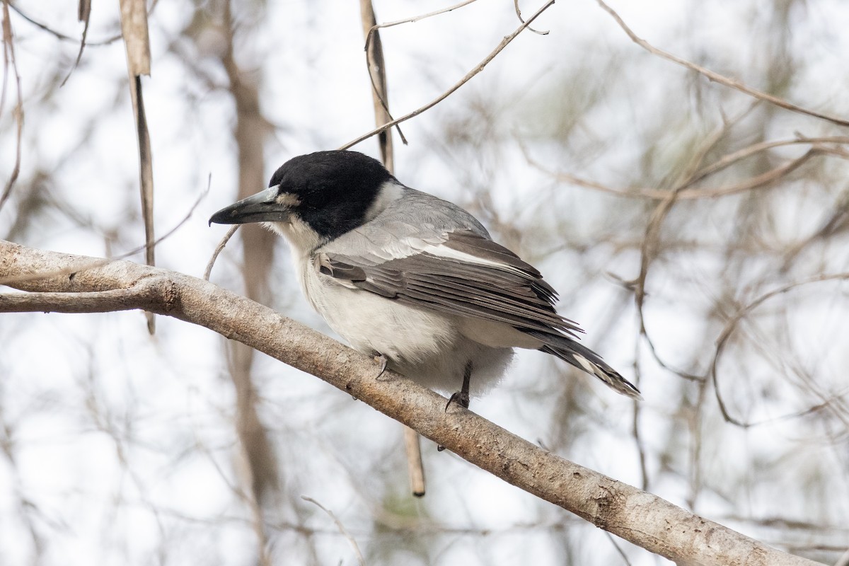 Gray Butcherbird - ML598654461