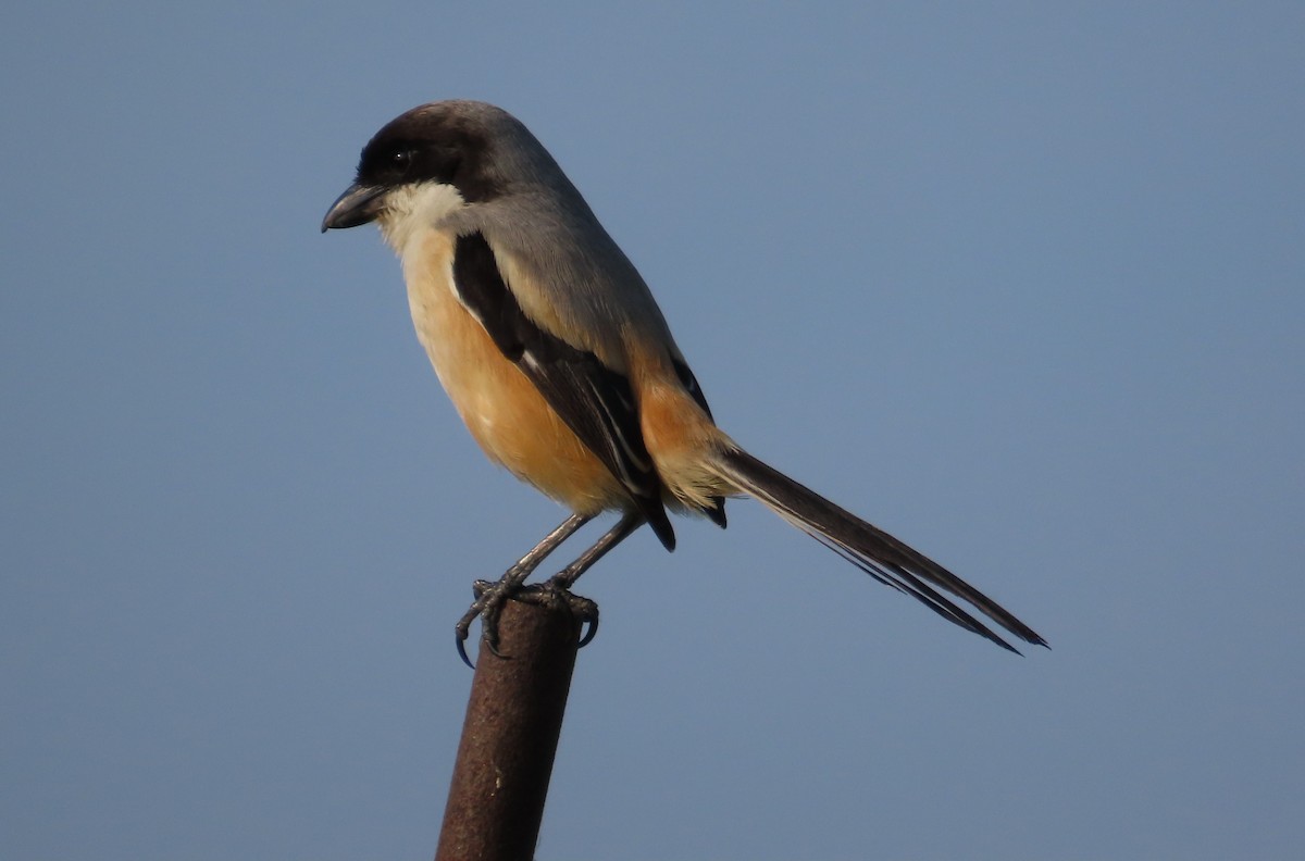 Long-tailed Shrike - ML598654571