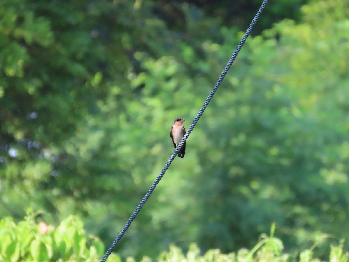 Pacific Swallow - Anonymous