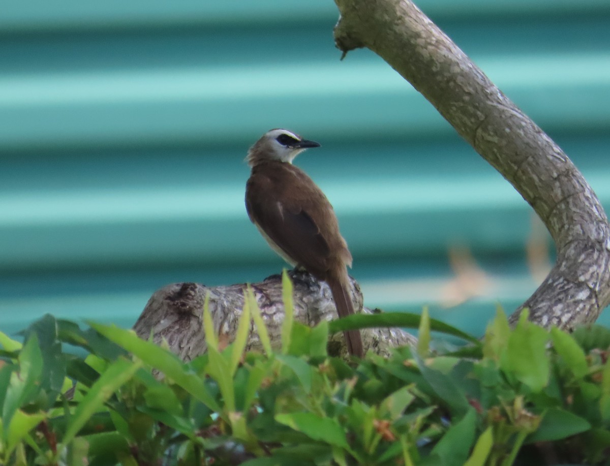 Yellow-vented Bulbul - Anonymous