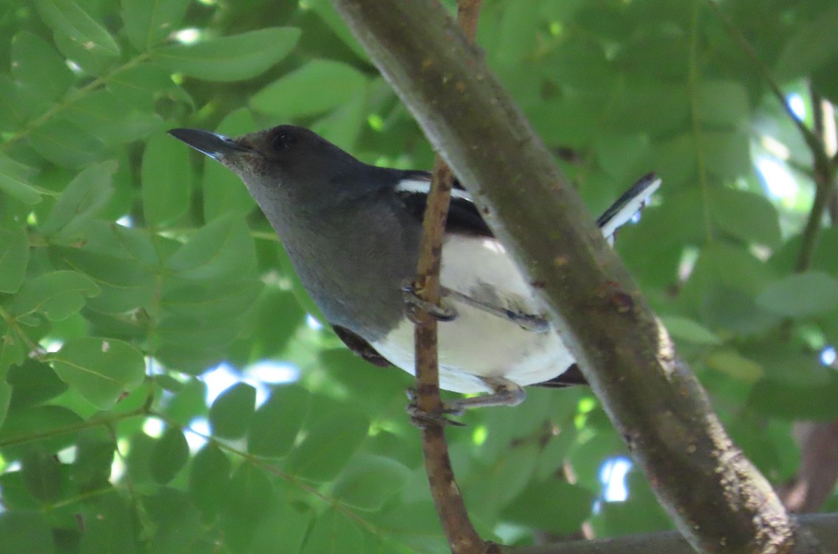 Oriental Magpie-Robin - ML598654861