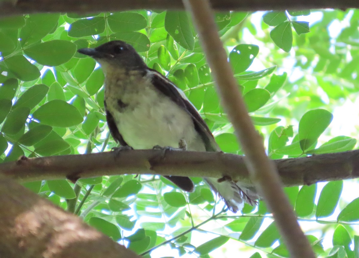 Oriental Magpie-Robin - ML598654871