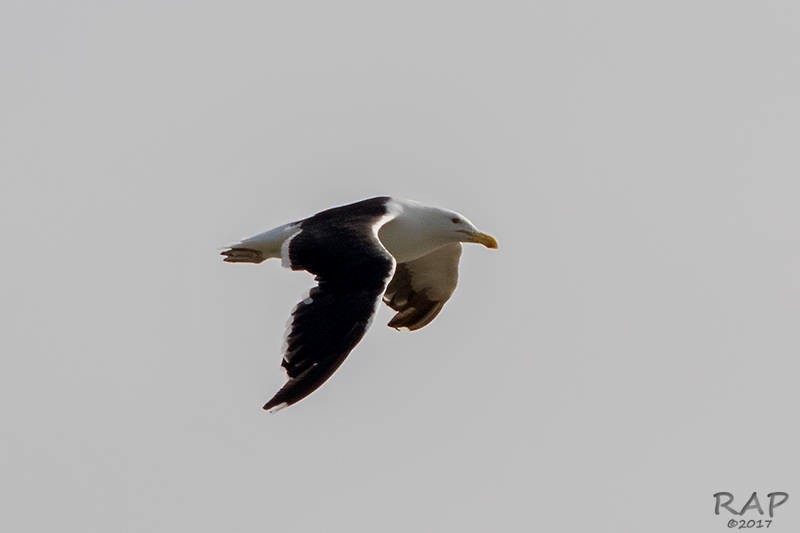 Gaviota Cocinera - ML59865501