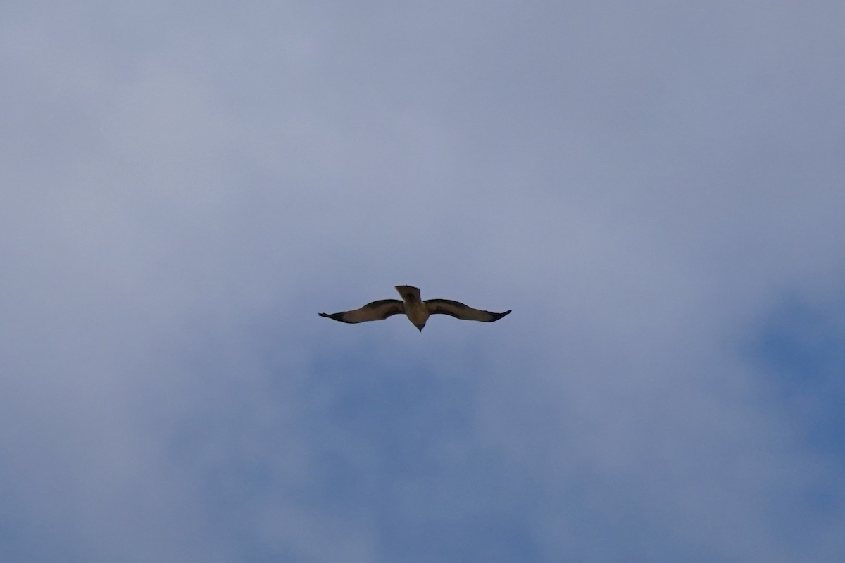 Little Eagle - ML598655181