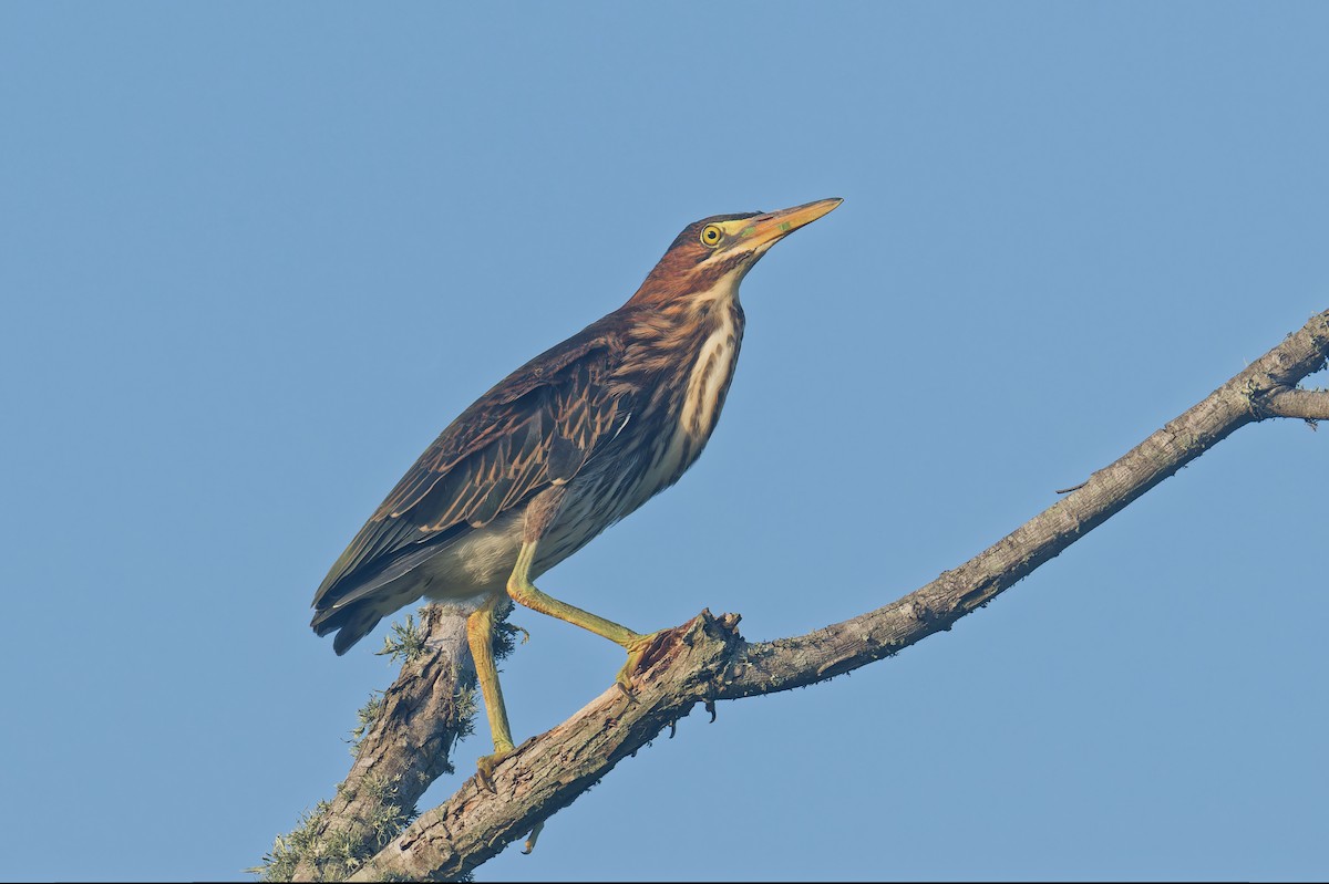 Green Heron - ML598655451