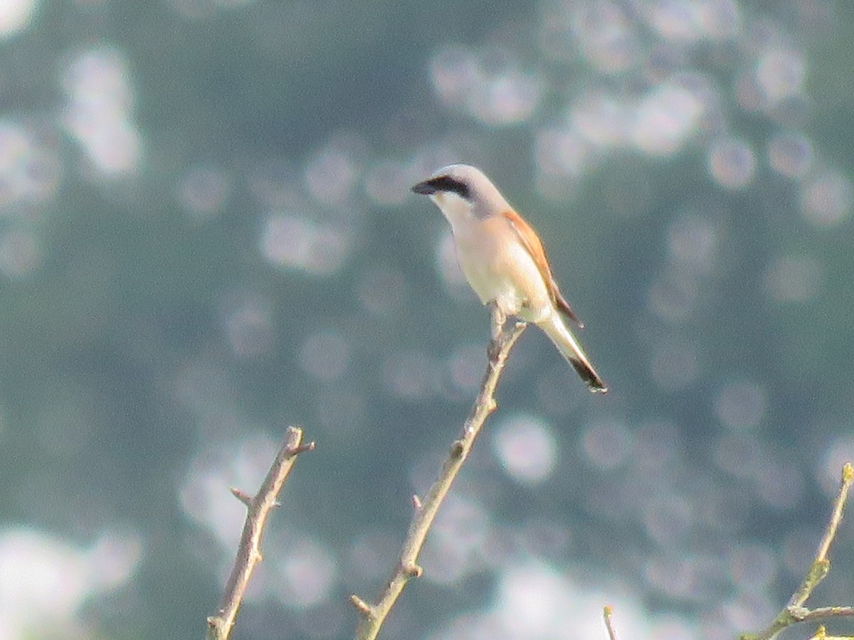 Red-backed Shrike - ML59865551