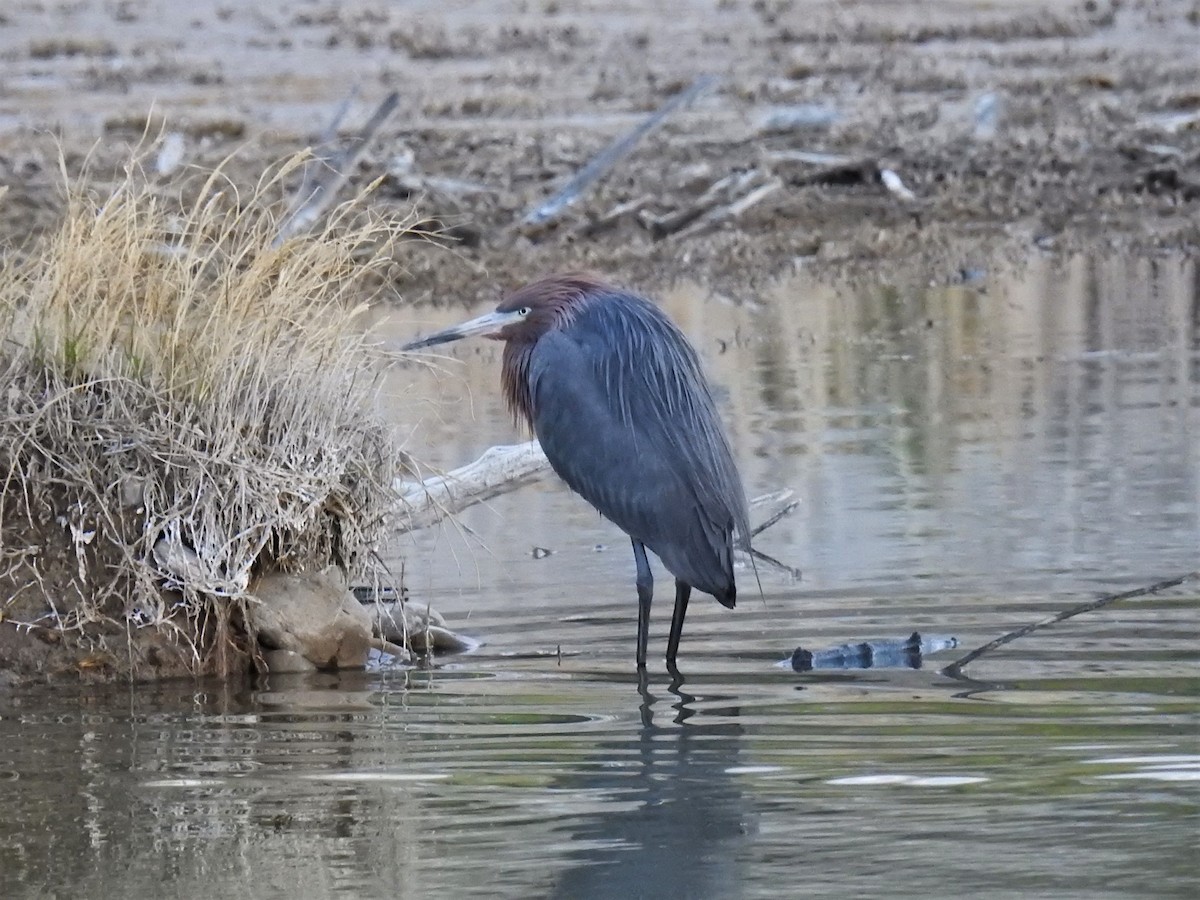 Reddish Egret - ML598656511