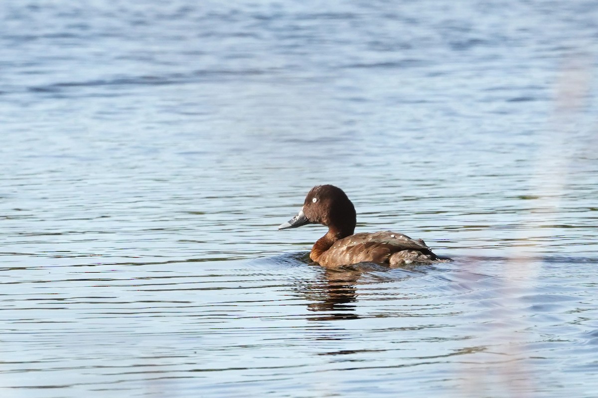 Porrón Australiano - ML598656651