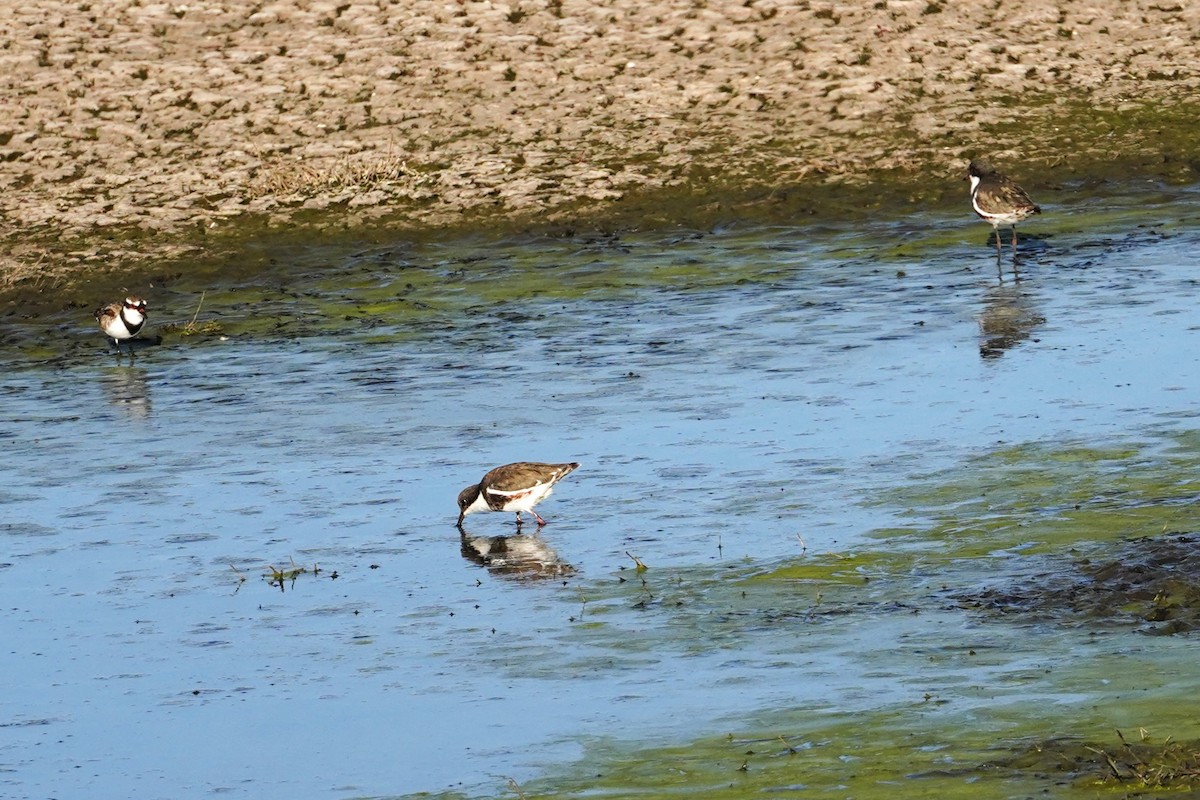 Red-kneed Dotterel - ML598656851