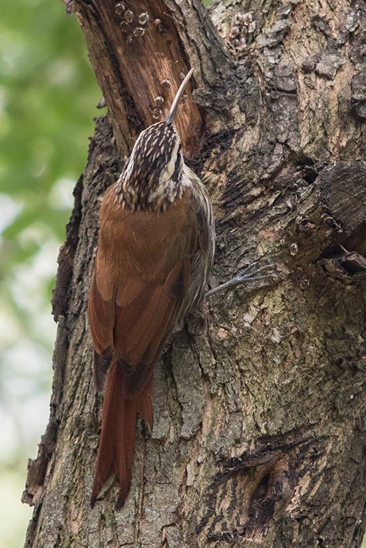 Narrow-billed Woodcreeper - ML59865711