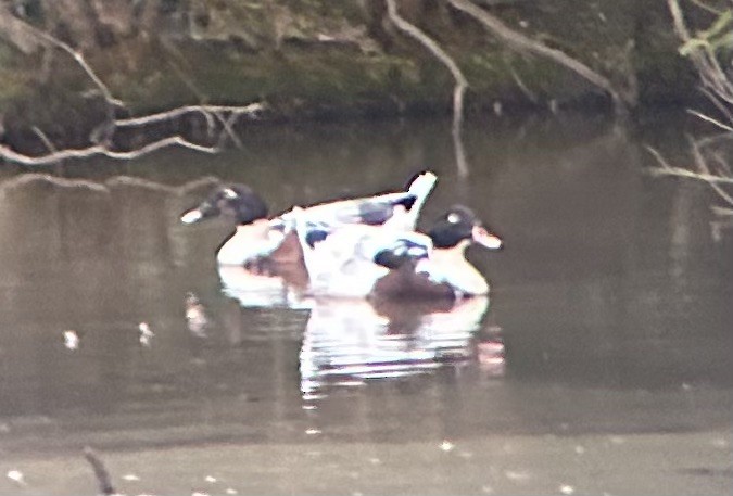 Muscovy Duck x Mallard (hybrid) - ML598657321