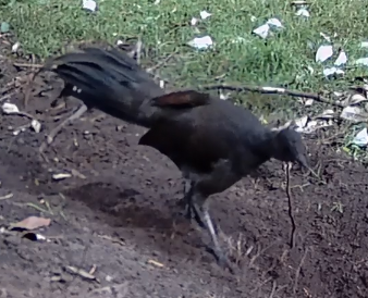 Superb Lyrebird - ML598657341