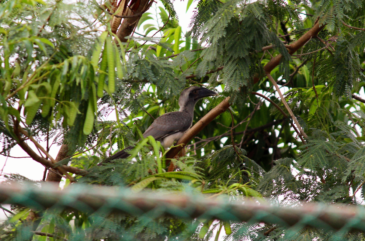 Indian Gray Hornbill - Neema Das