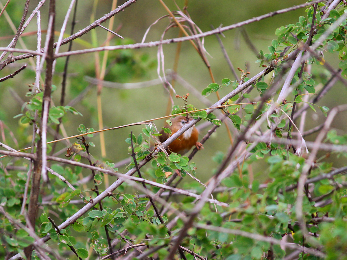 Tawny-bellied Babbler - Neema Das