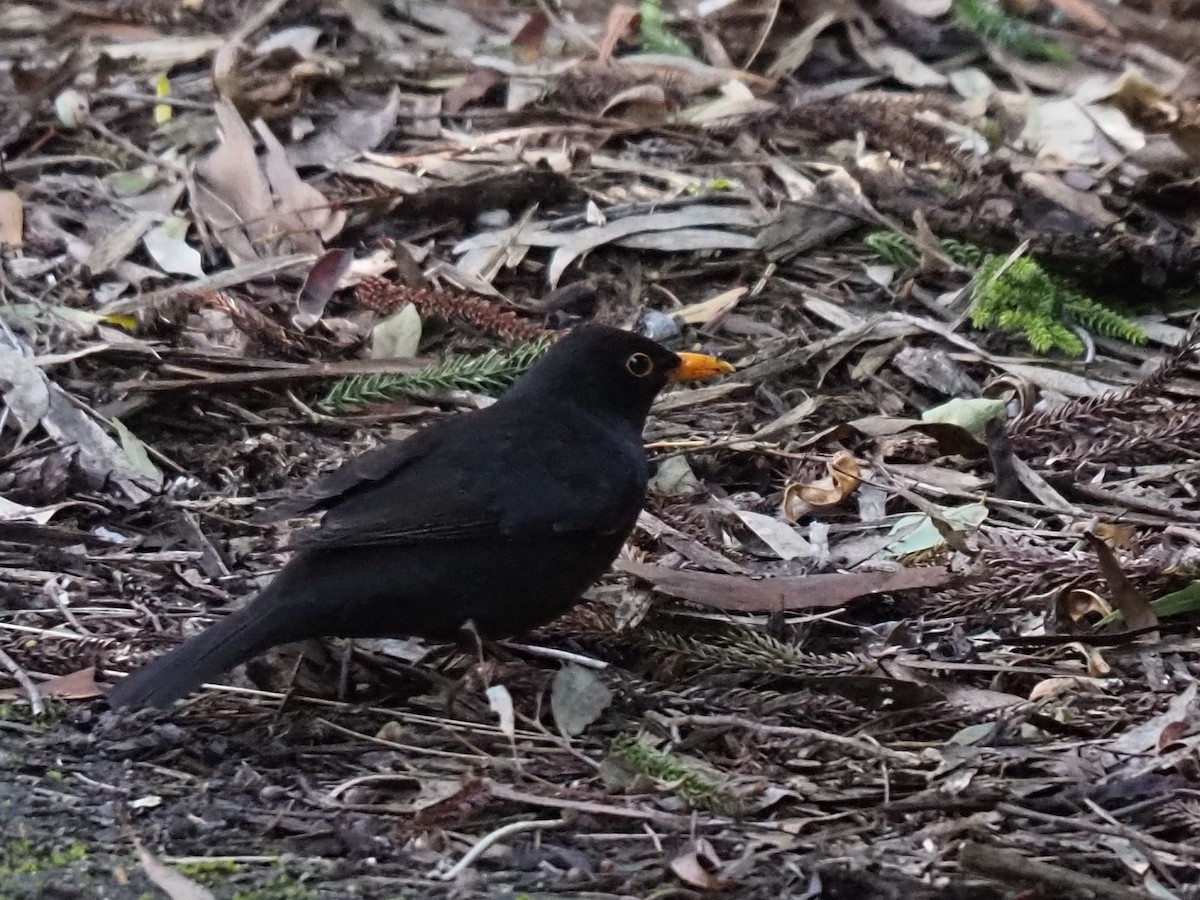 Eurasian Blackbird - ML598658771