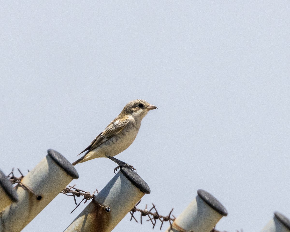 Woodchat Shrike - Anonymous