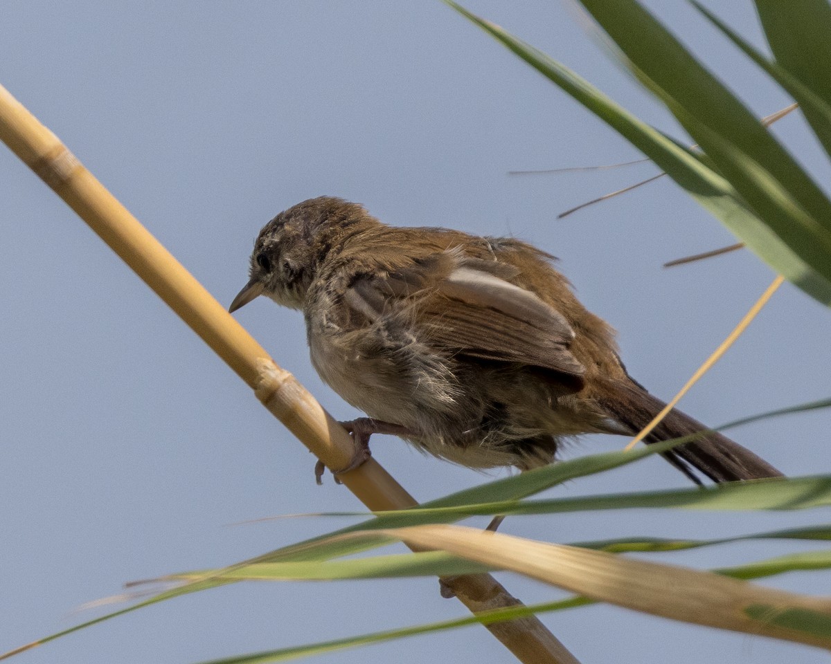 Cetti's Warbler - ML598659311