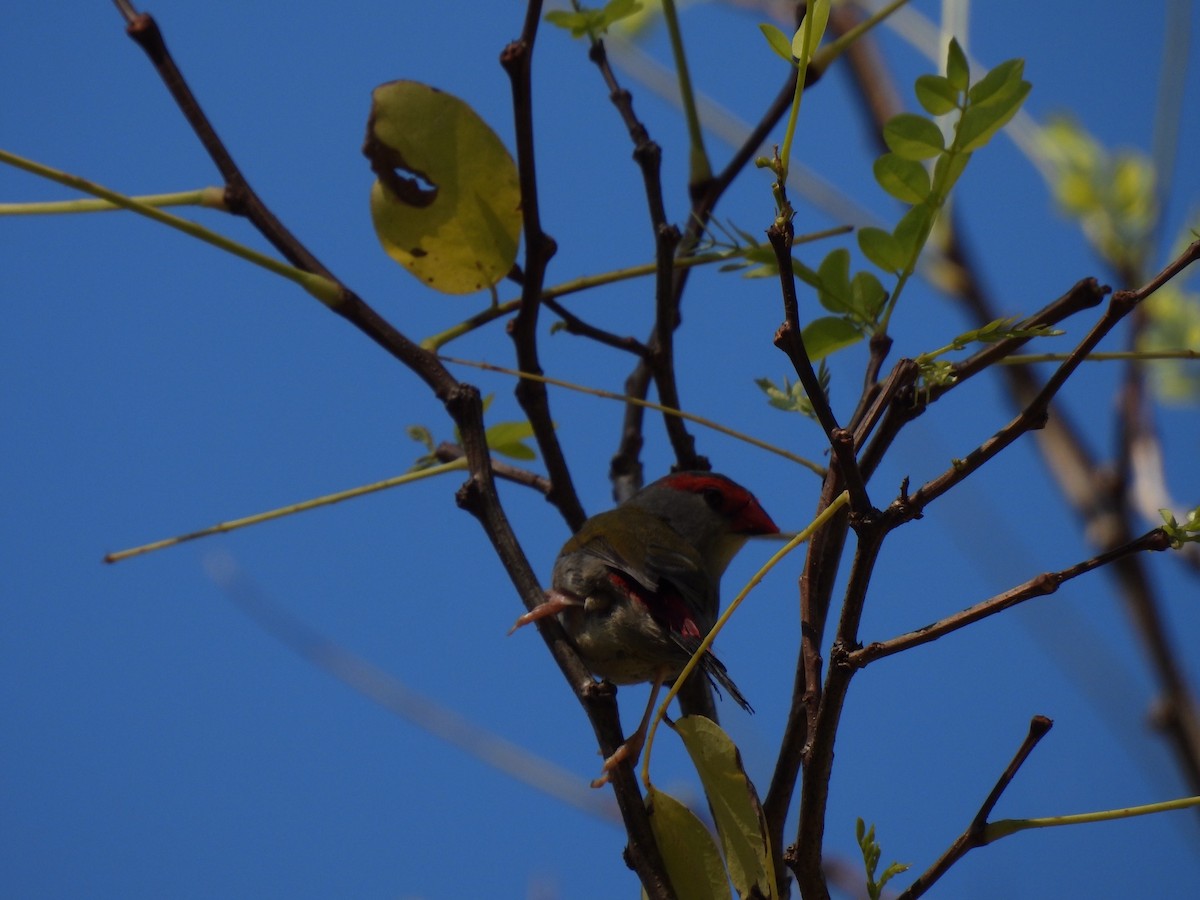 Red-browed Firetail - ML598660181