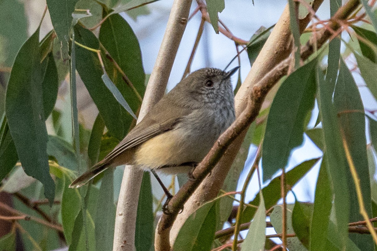 Inland Thornbill - ML598660531