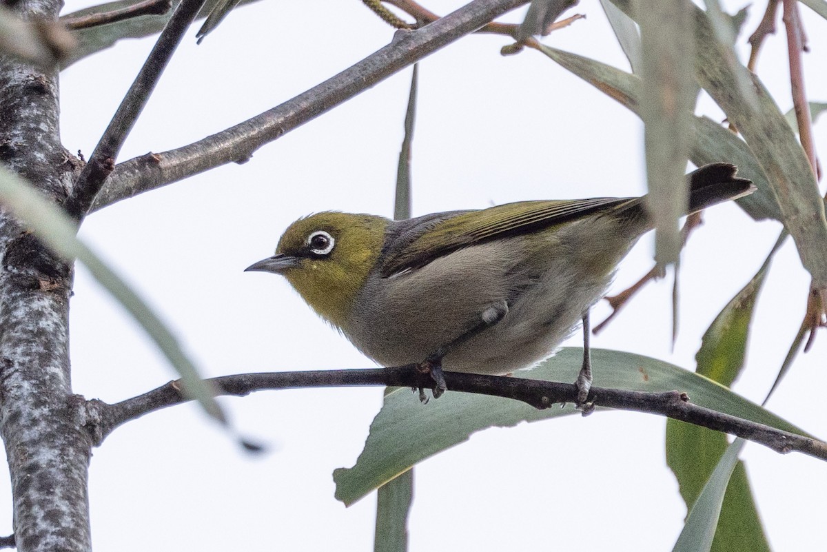 Silvereye - ML598660651