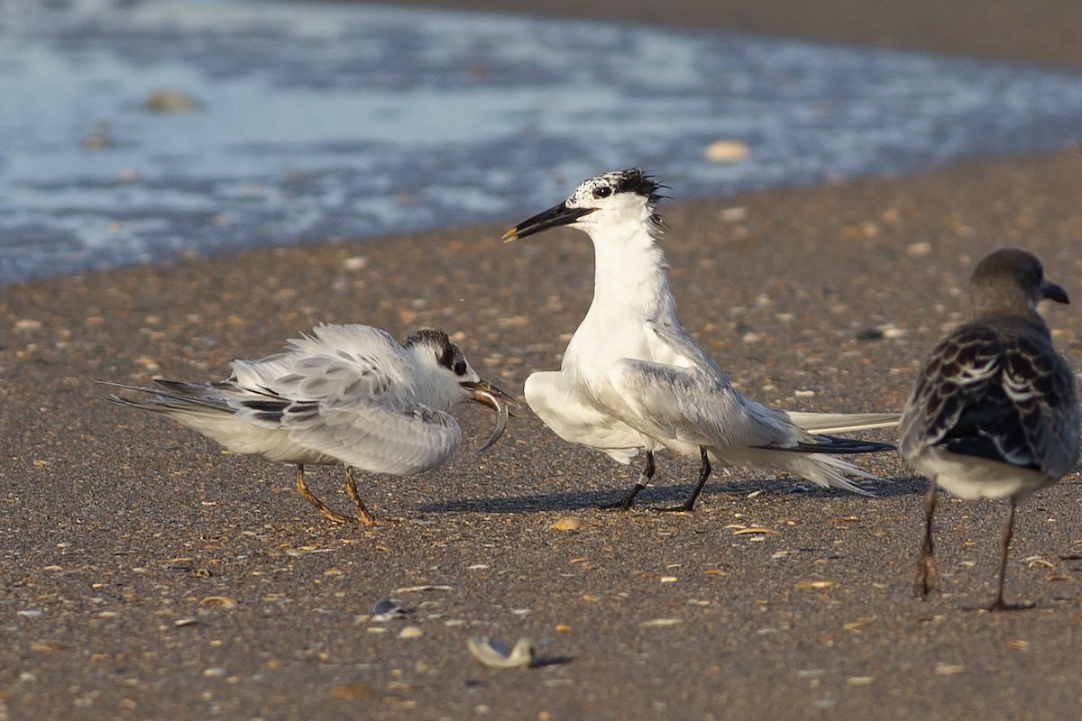 Sandwich Tern - ML598660671