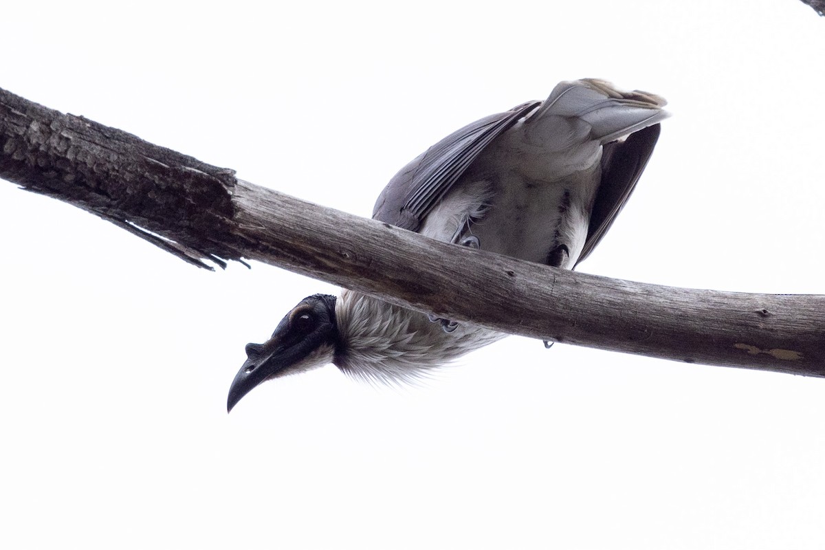 Noisy Friarbird - ML598660711