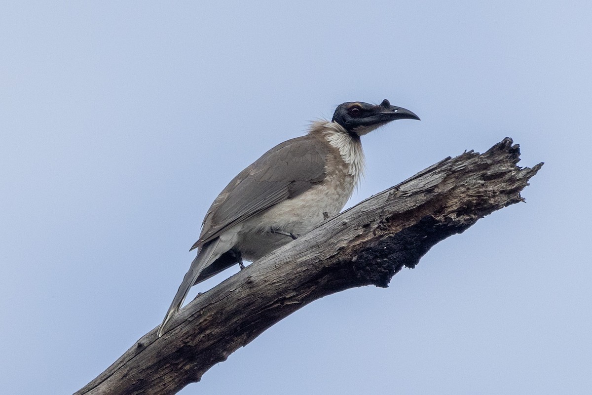 Noisy Friarbird - ML598660721