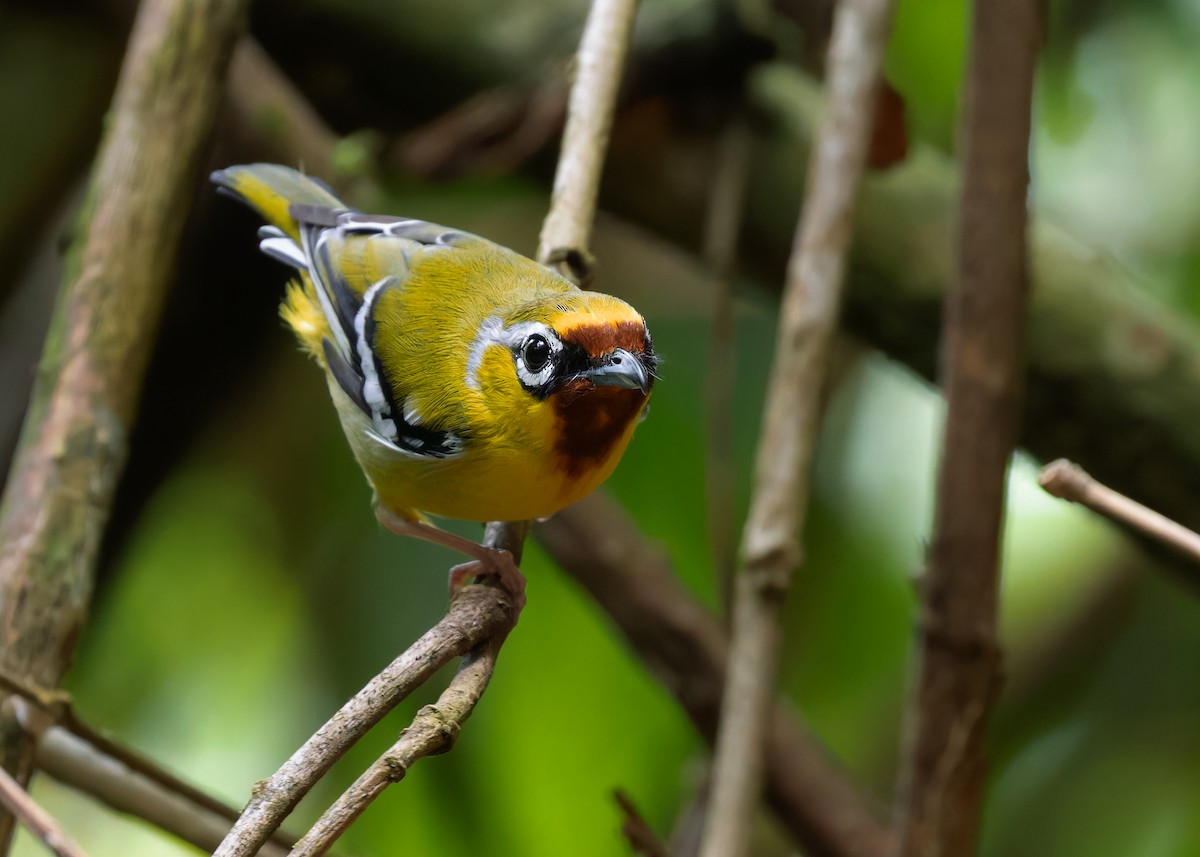 Clicking Shrike-Babbler (Clicking) - ML598660821