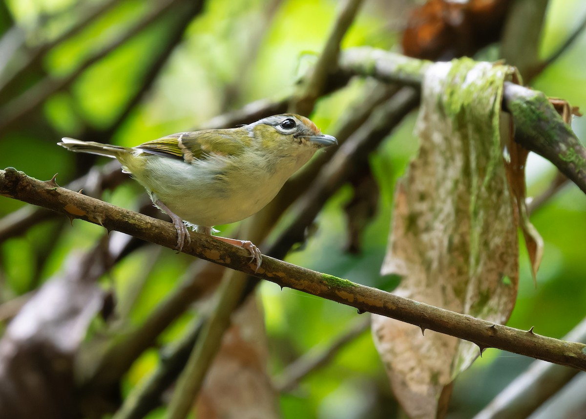 Clicking Shrike-Babbler (Clicking) - ML598660831