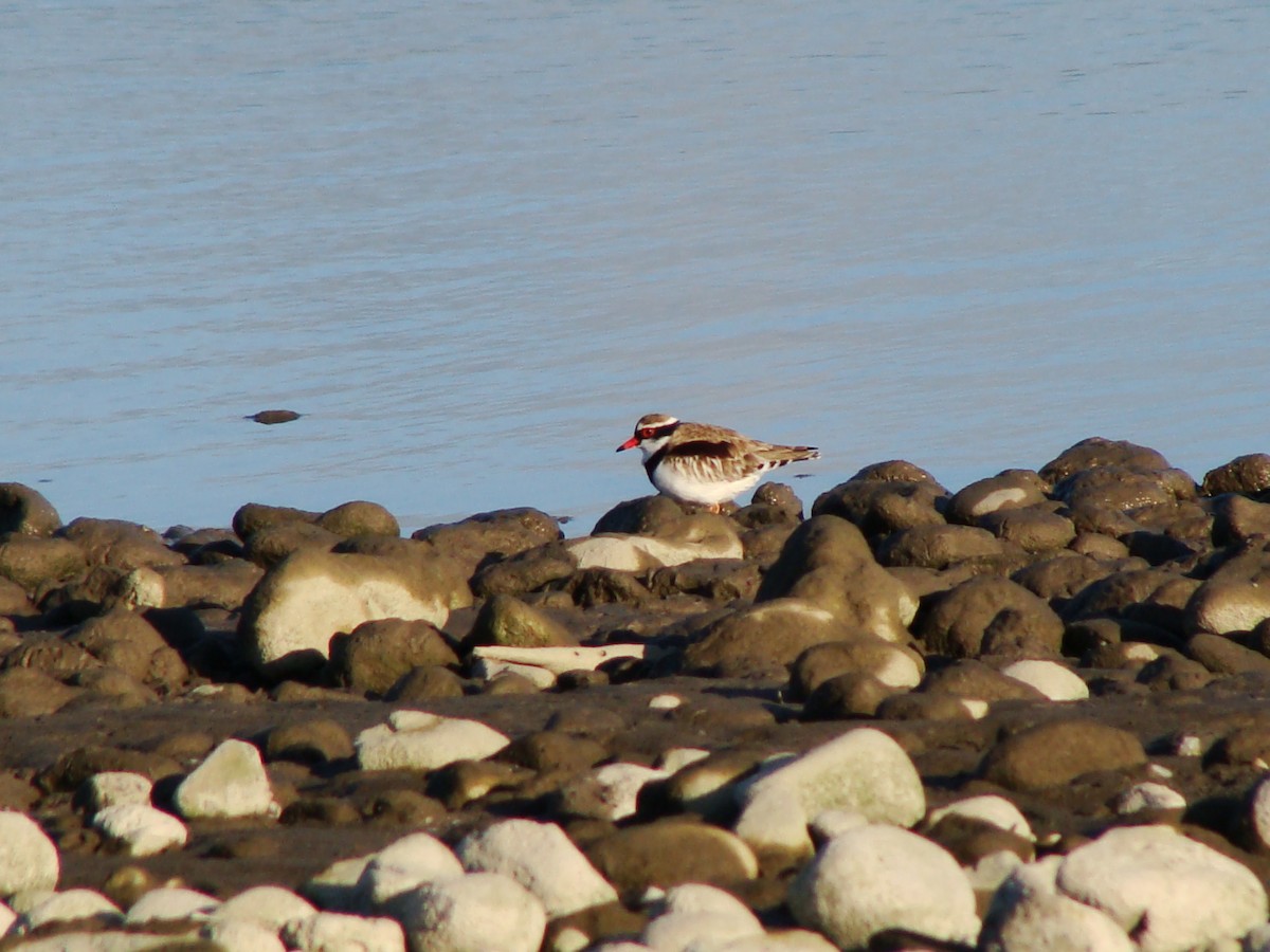 Black-fronted Dotterel - ML598662611