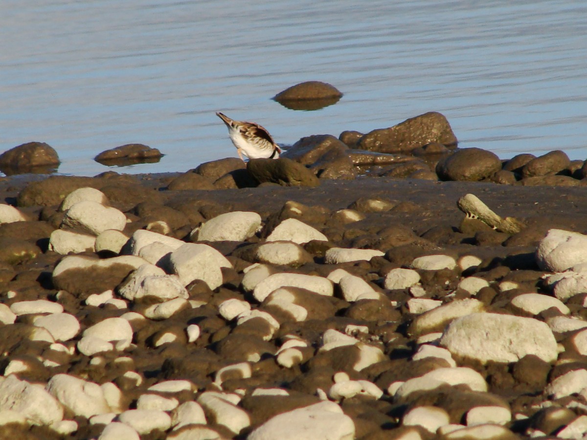 Black-fronted Dotterel - ML598662641