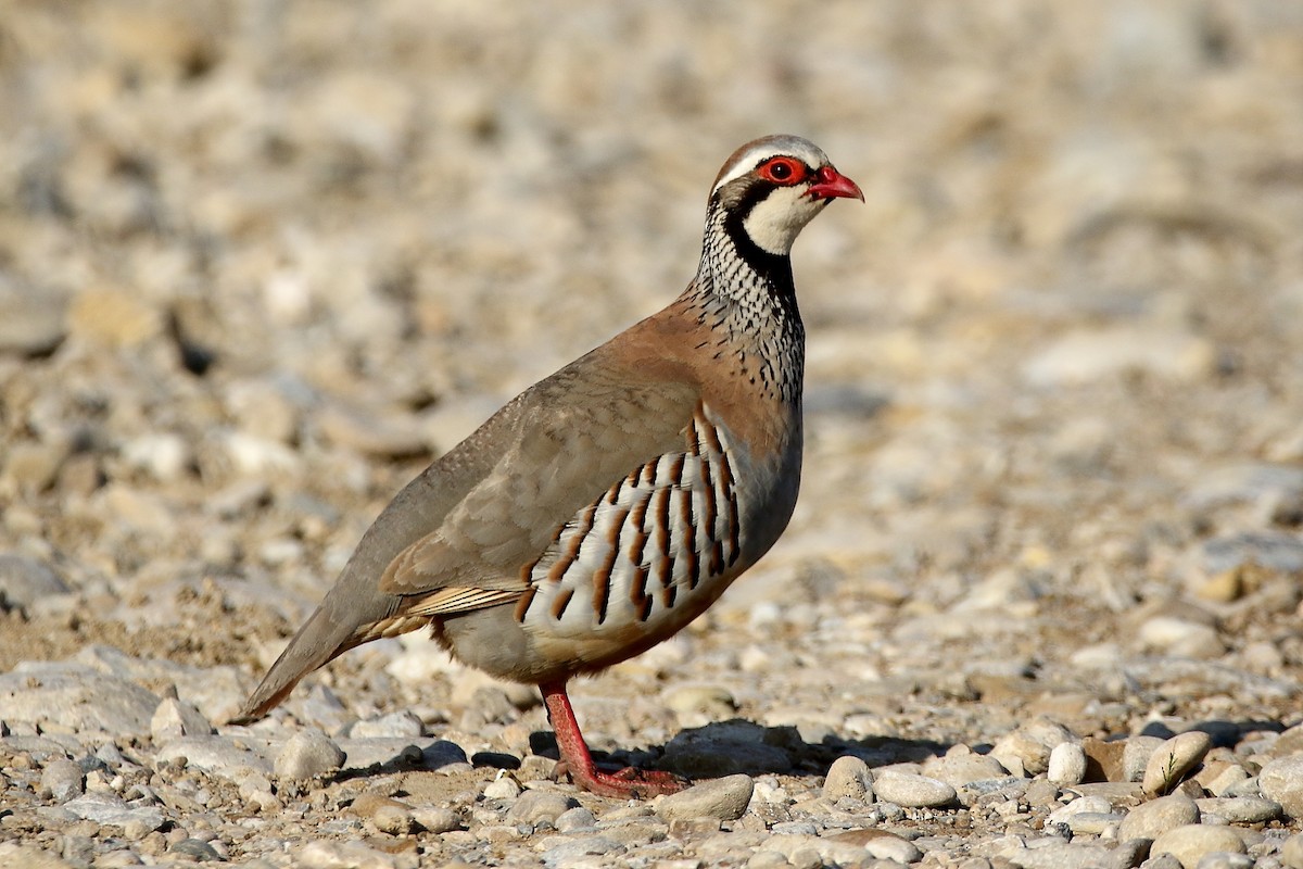 Red-legged Partridge - Jesús Mari Lekuona Sánchez
