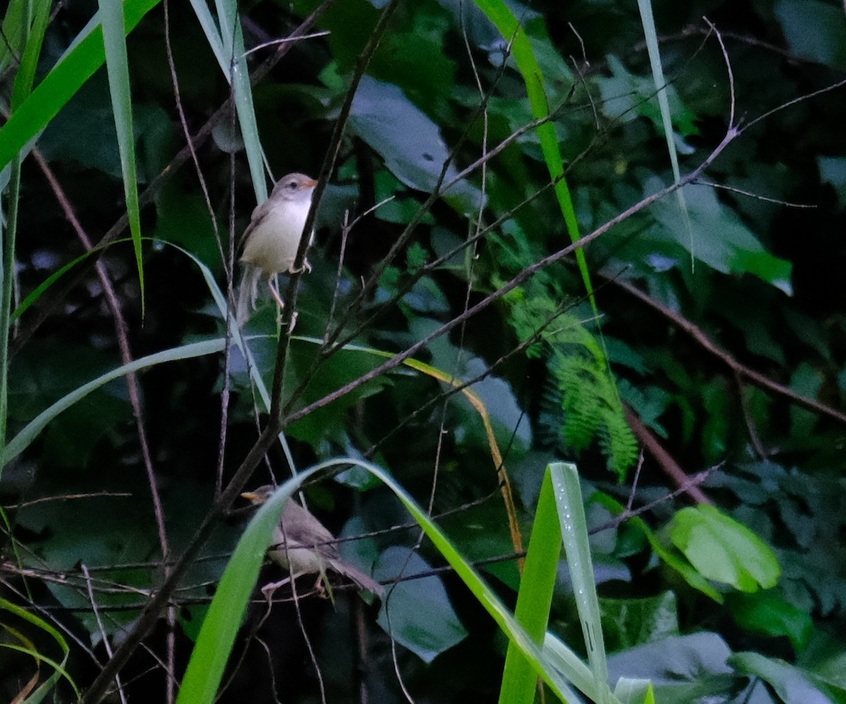 Prinia Sencilla - ML598664411