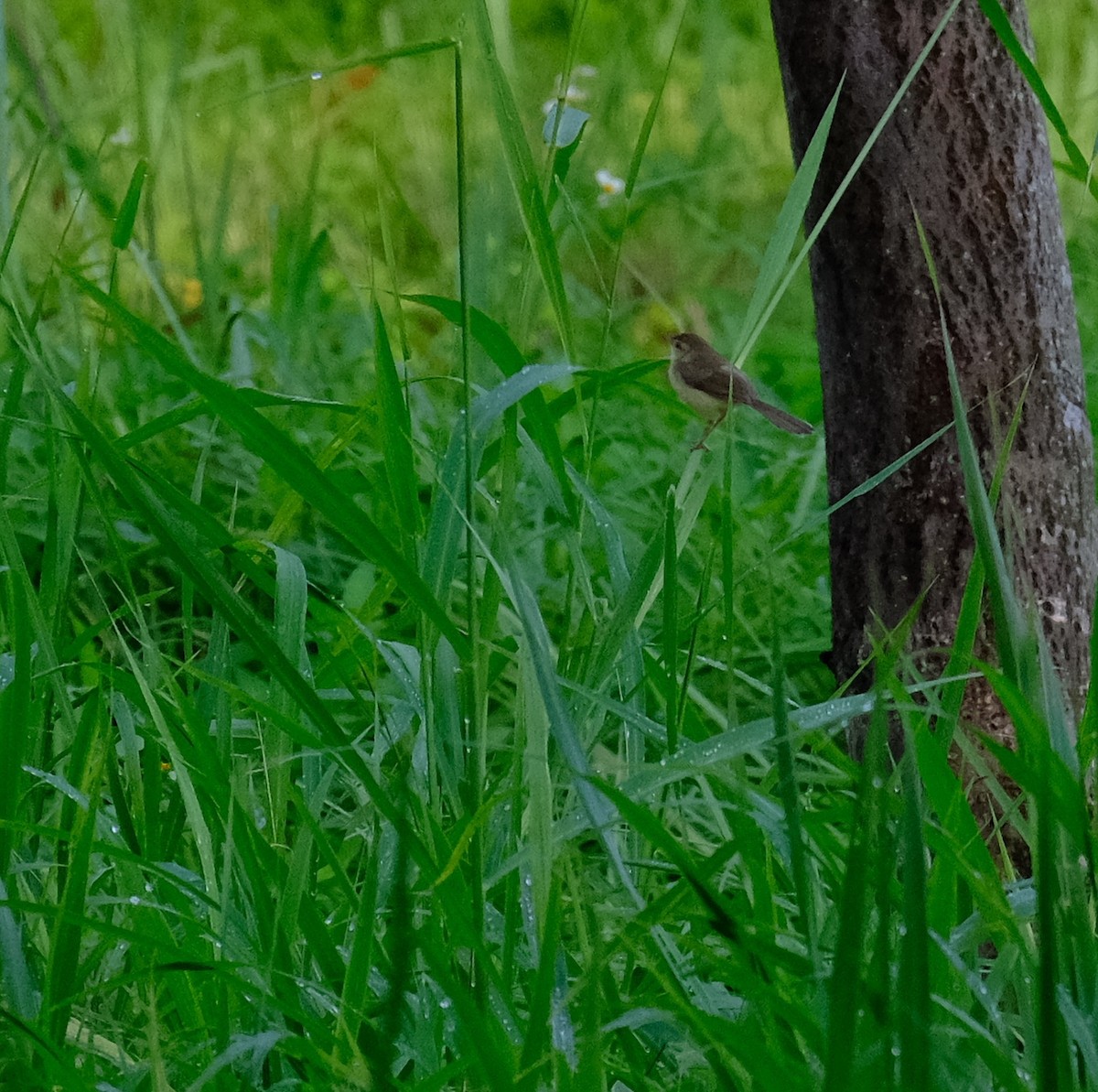 Plain Prinia - ML598664421