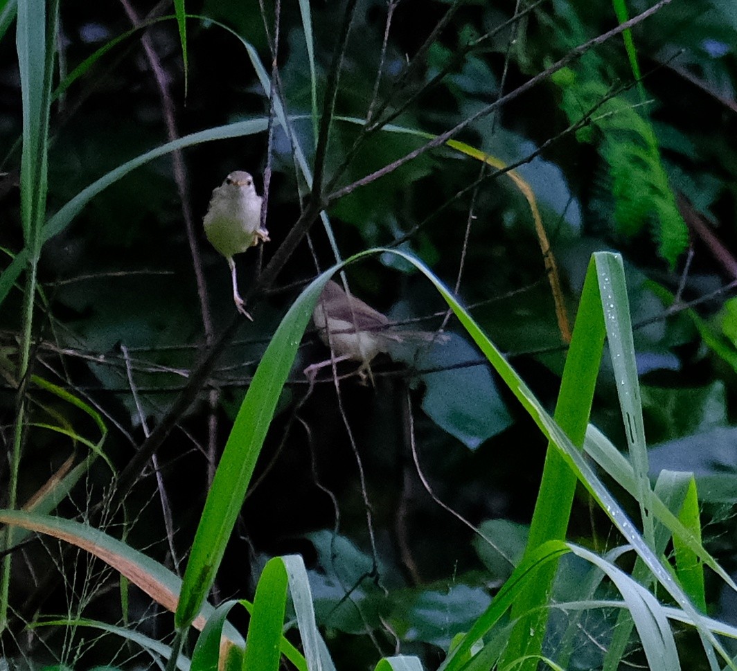 Prinia Sencilla - ML598664431