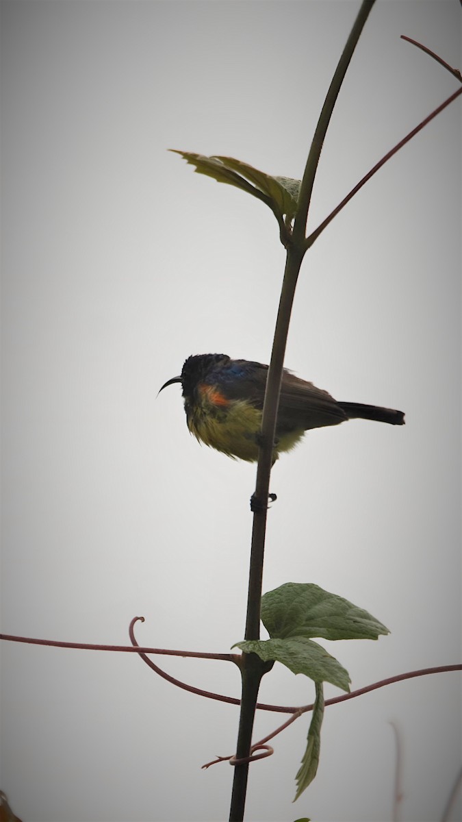 Forest Double-collared Sunbird - Ameet Mandavia