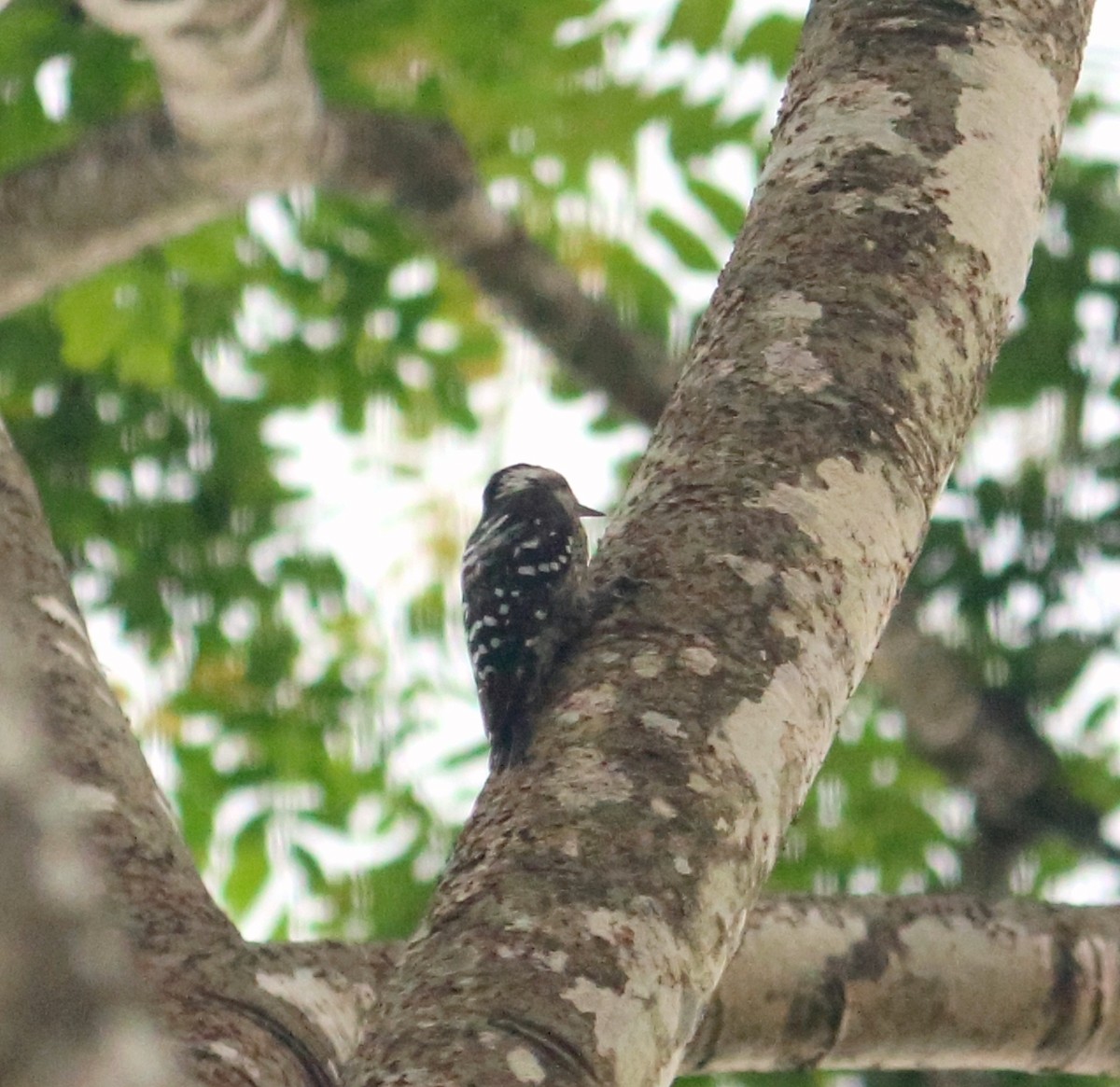 Gray-capped Pygmy Woodpecker - ML598665821