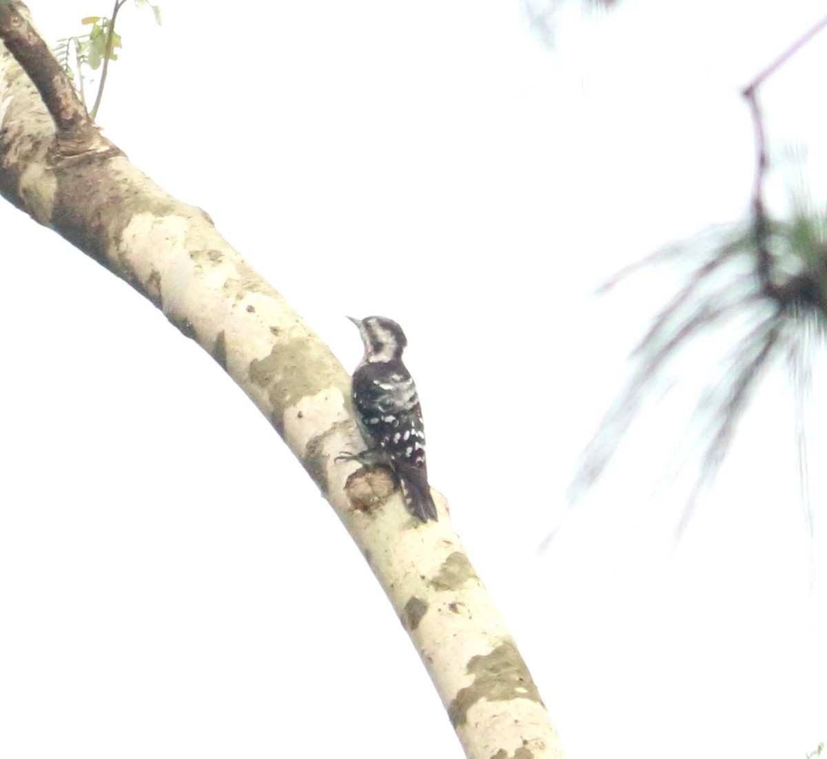 Gray-capped Pygmy Woodpecker - ML598665891