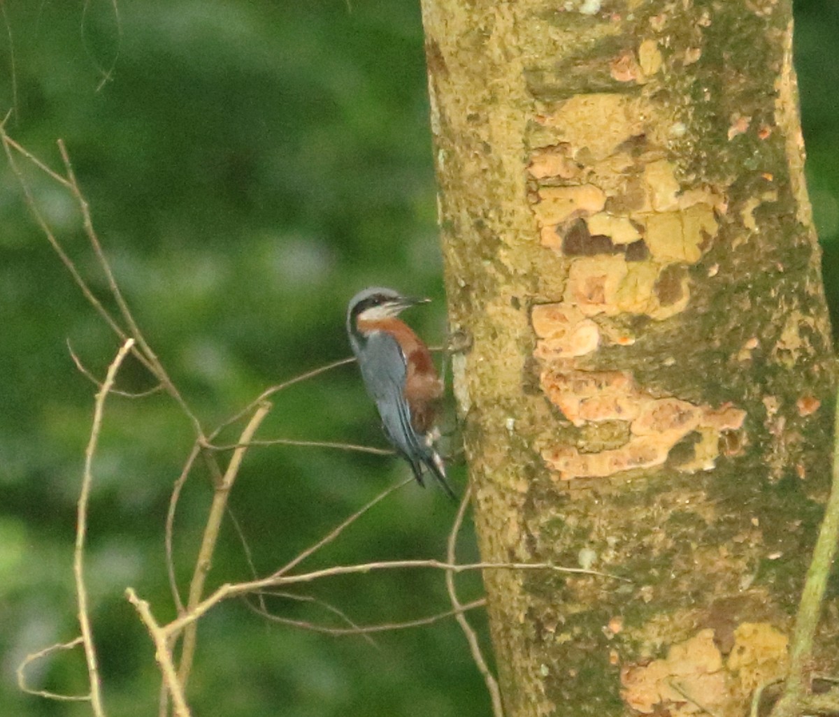 Chestnut-bellied Nuthatch - ML598665931